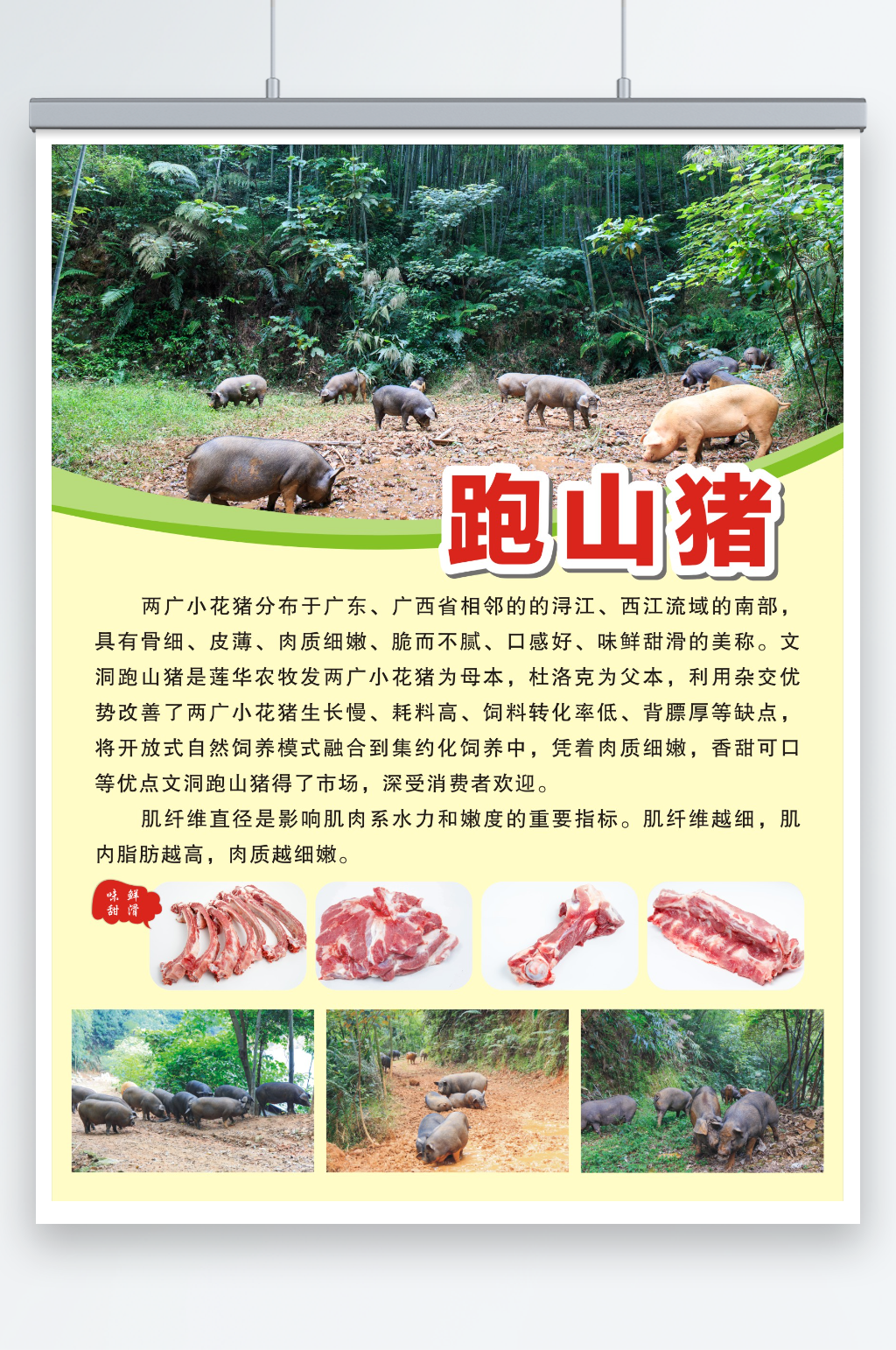 跑山猪猪肉宣传单张素材