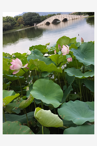 荷花背景大自然风景区