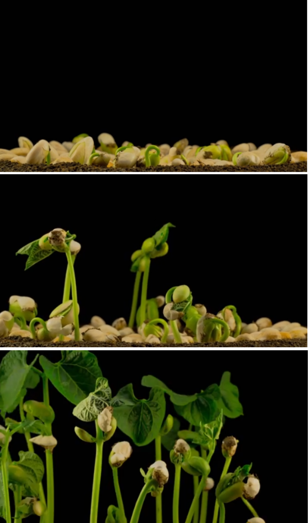 延时拍摄在温室中发芽的油菜生长全过程 实拍视频素材下载 众图网