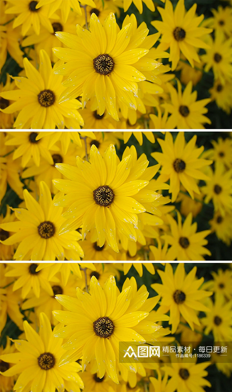 近摄黄色的花朵在风中摇曳素材