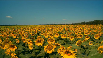 实拍晴朗蓝天下广阔的向日葵田园风景视频素材-众图网
