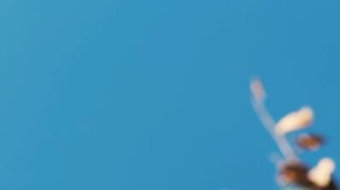 实拍粉红色的小花在微风中摇曳竖屏视频素材 风景视频-众图网