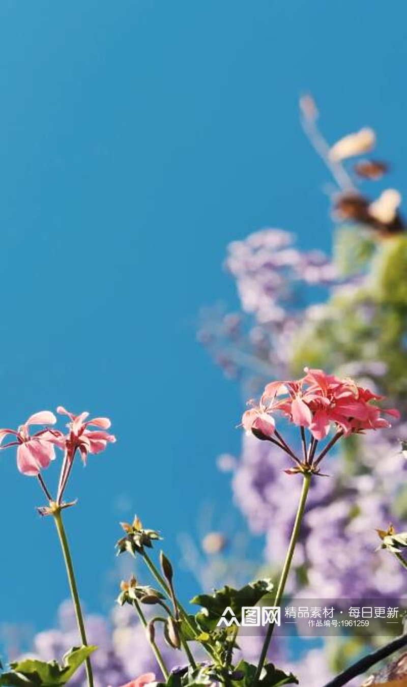 实拍粉红色的小花在微风中摇曳竖屏视频素材 风景视频素材