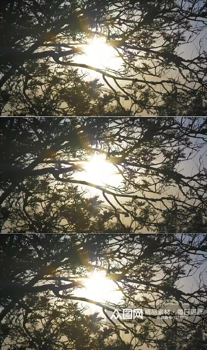 阳光照耀下树枝被风吹动摇曳视频素材素材