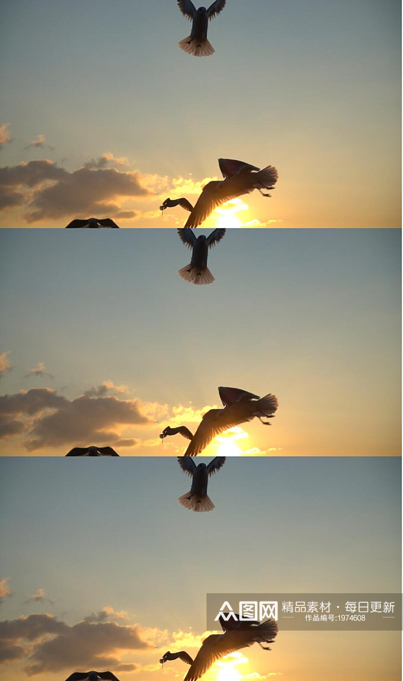 实拍夕阳下海鸥在空中飞翔素材