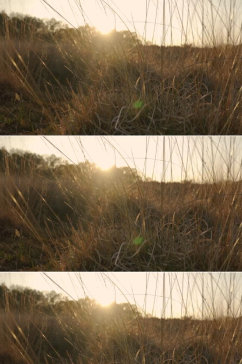 夕阳下沙漠中的干草在风中摇曳视频素材