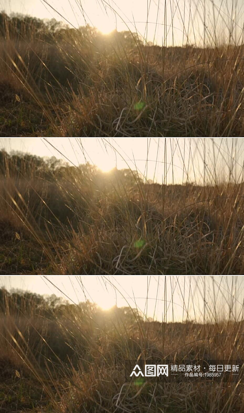 夕阳下沙漠中的干草在风中摇曳视频素材素材