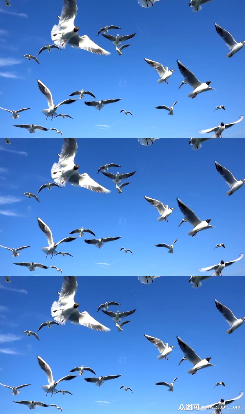 慢镜头实拍一群海鸥在天空中飞翔