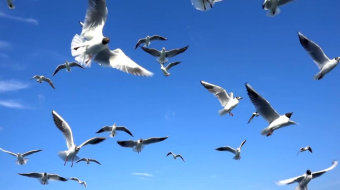 慢镜头实拍一群海鸥在天空中飞翔-众图网