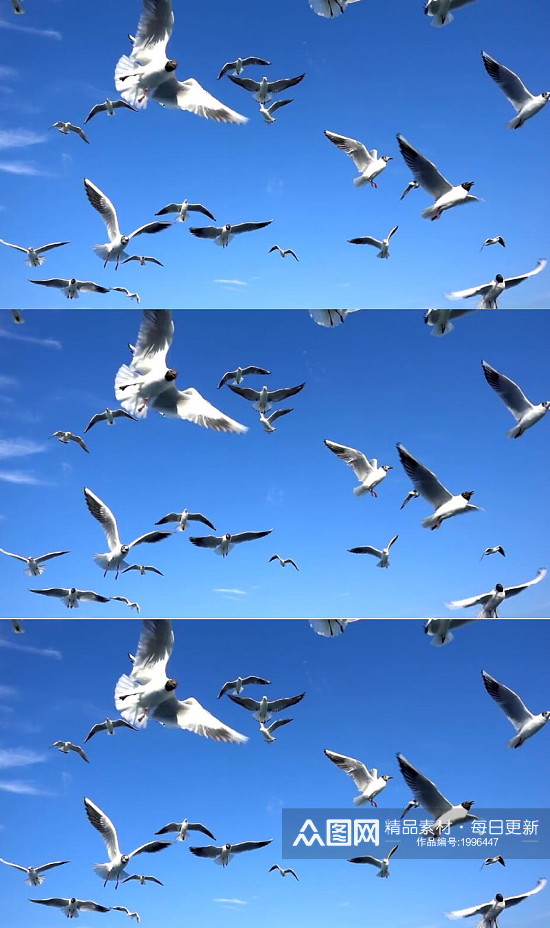 慢镜头实拍一群海鸥在天空中飞翔素材