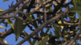 高清实拍树枝上的黄色小花卉竖屏视频 风景视频-众图网