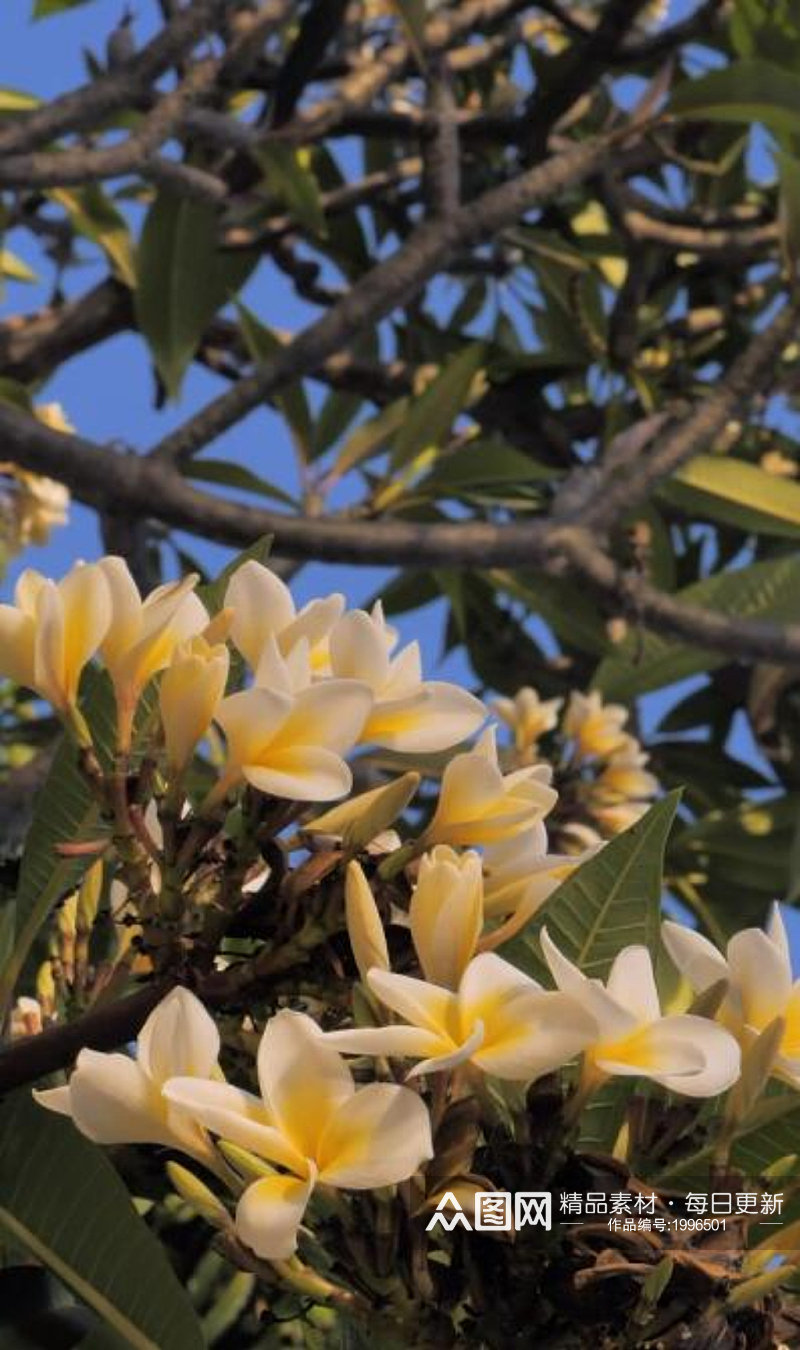高清实拍树枝上的黄色小花卉竖屏视频 风景视频素材
