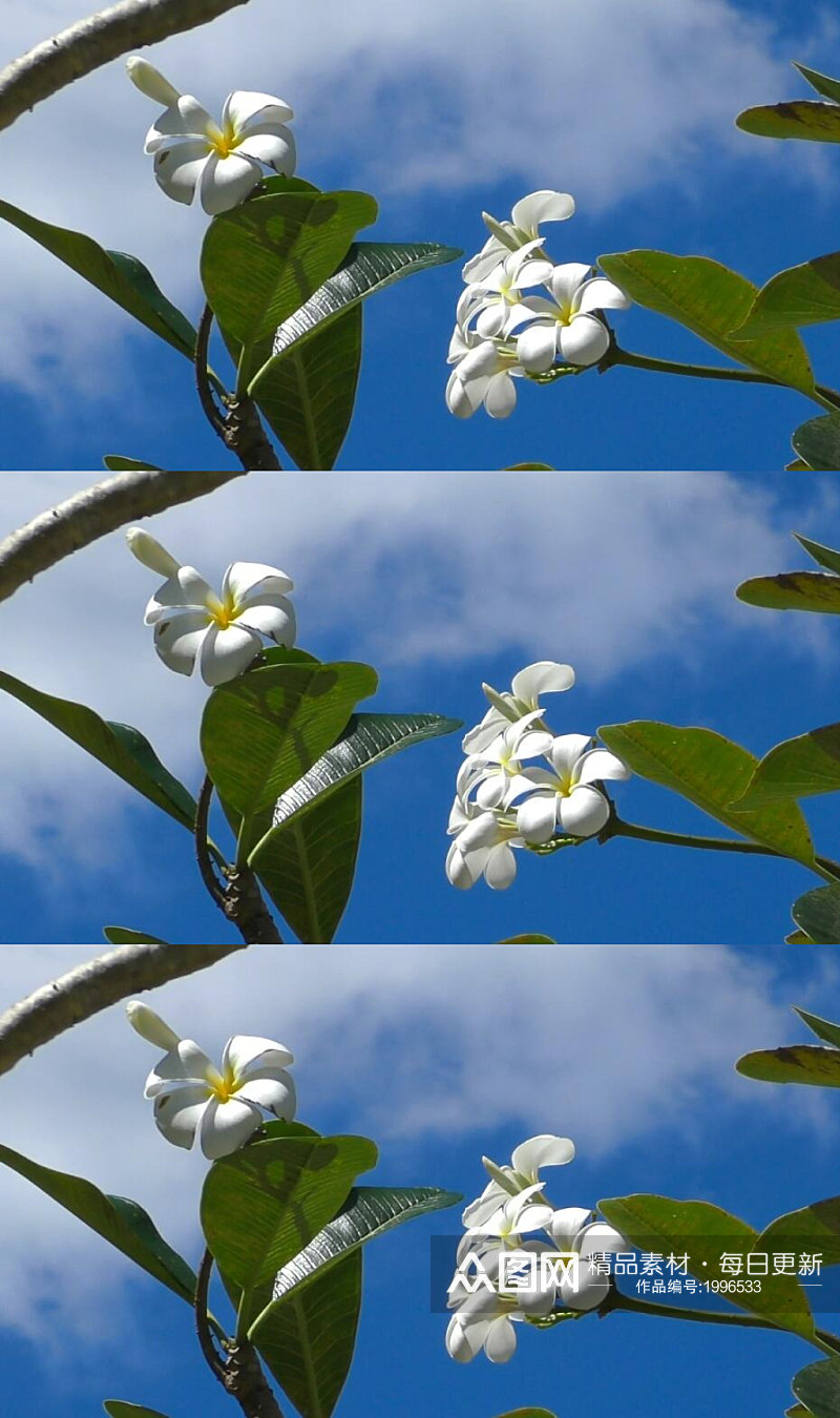 晴朗的蓝天下白色小花在风中摇曳视频素材素材
