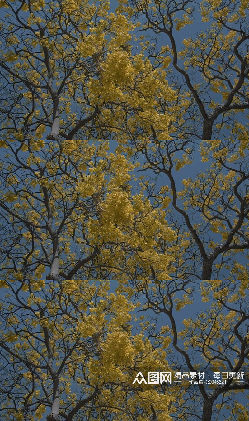 秋天树木上黄色叶子在风中摇曳实拍素材
