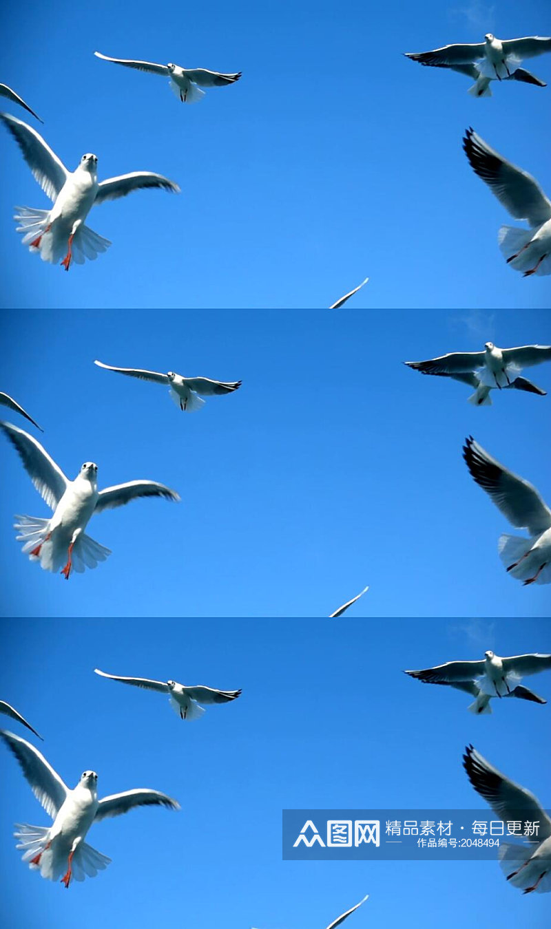 慢镜头捕捉海鸥飞翔实拍视频素材