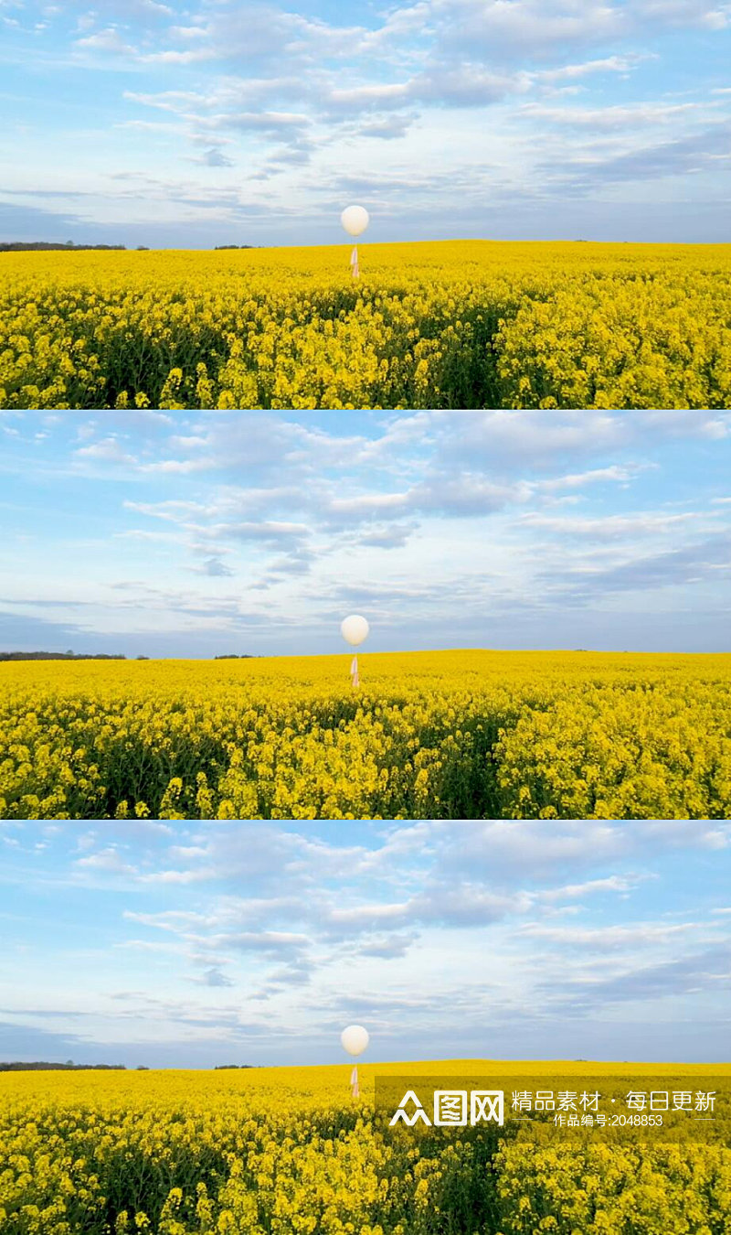 航拍黄色油菜花田里的白色气球实拍素材