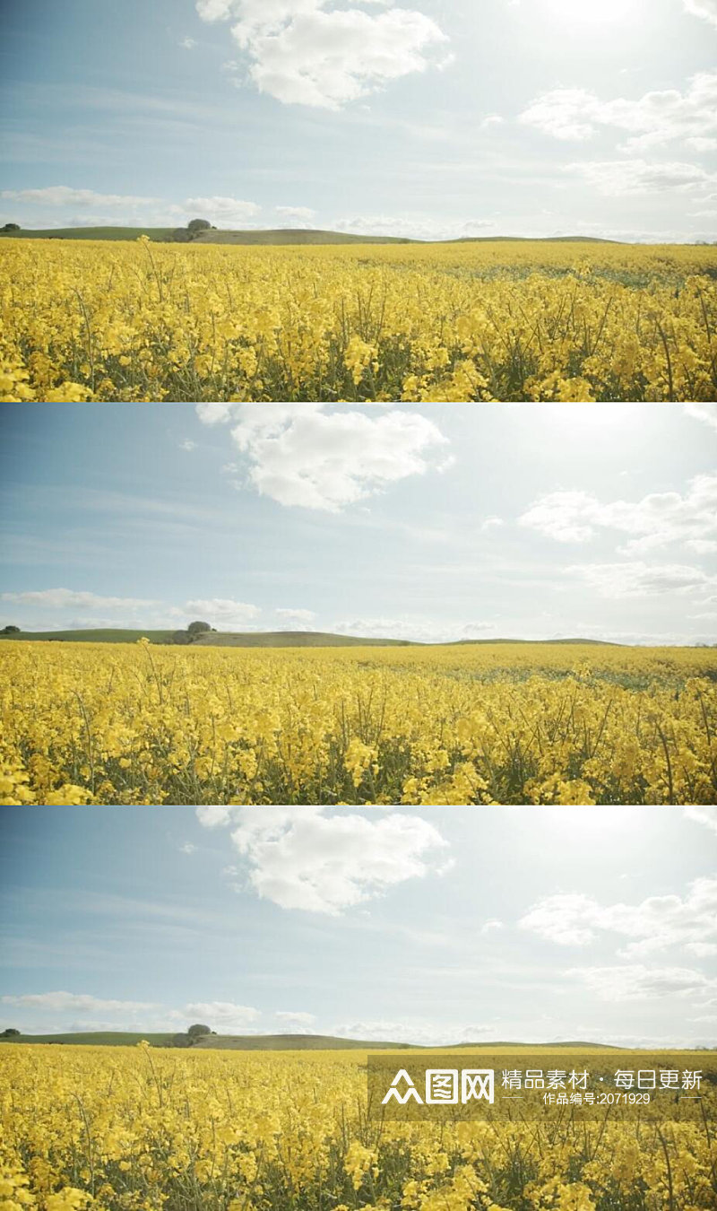 夏日天空下的黄色油菜花美景实拍视频素材
