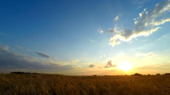 延时摄影夕阳下的麦田美景实拍视频 风景视频-众图网