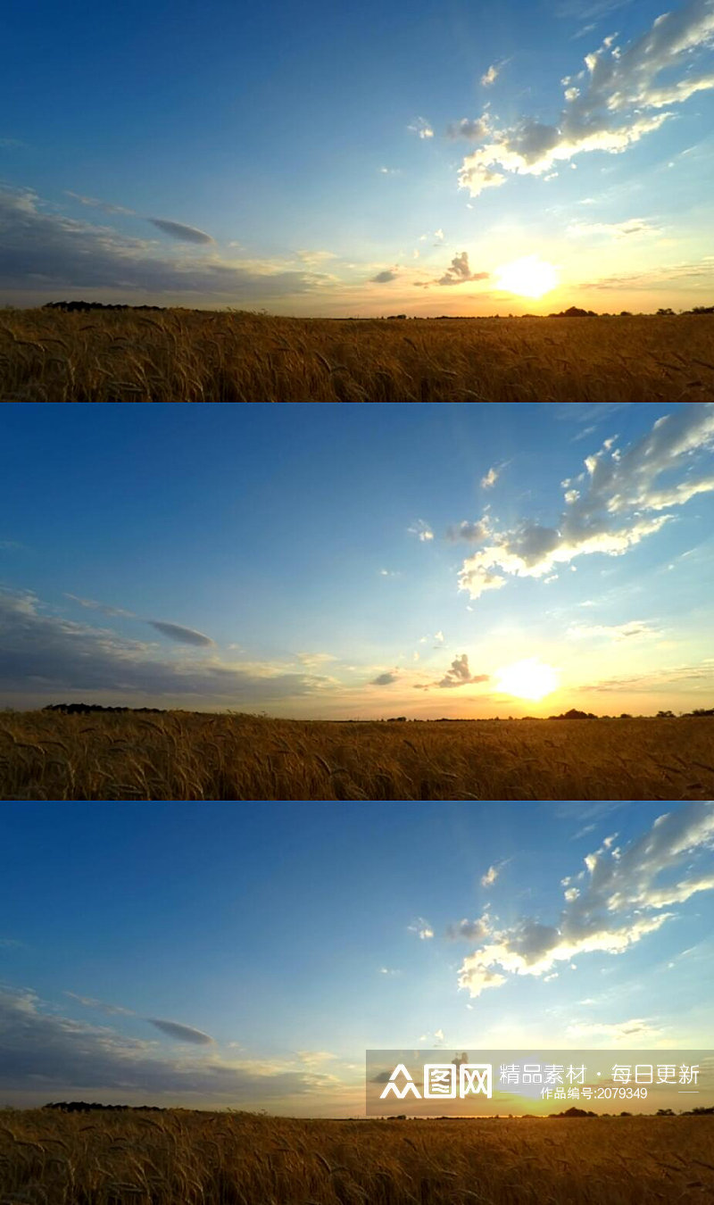 延时摄影夕阳下的麦田美景实拍视频 风景视频素材