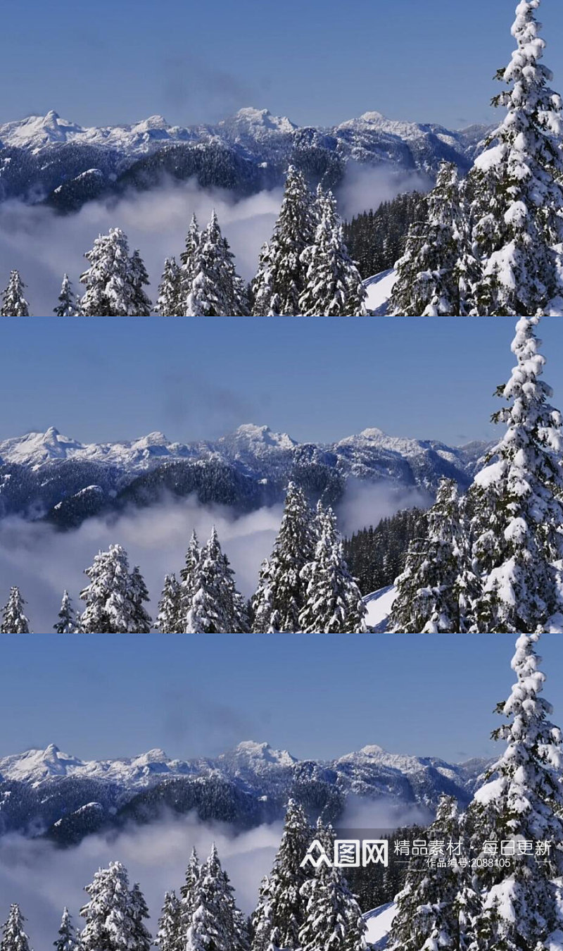 雪山山脉被雪覆盖的松树林美景实拍素材