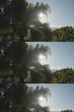 晴天阳光穿过棕榈树实拍素材
