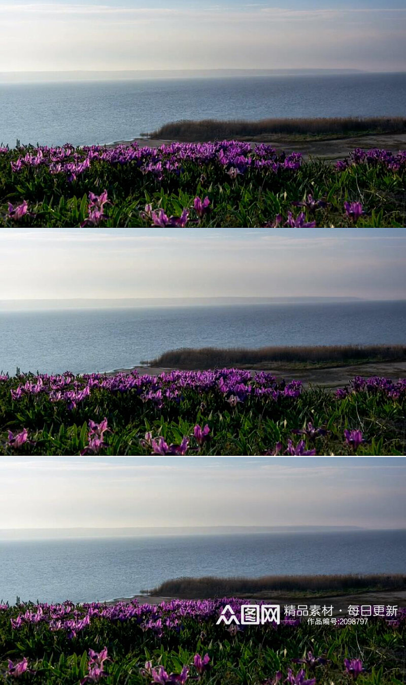 延时摄影海边草地上的紫罗兰花美景实拍视频素材
