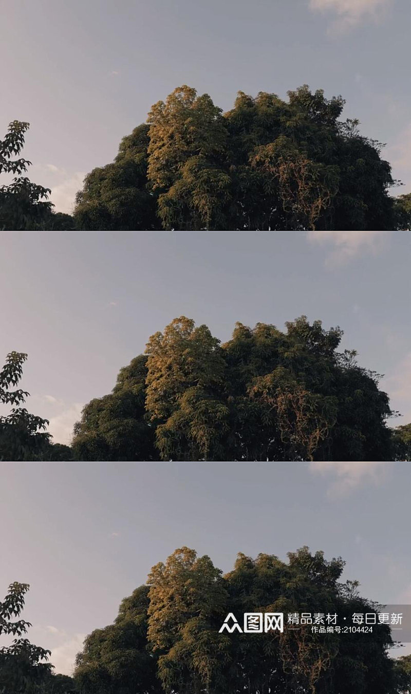 延时摄影蓝天白云下的高大树木实拍素材素材