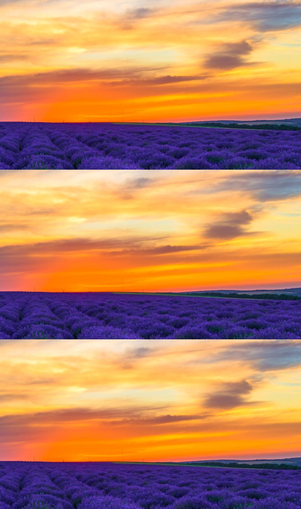 日落夕阳下的薰衣草田园美景实拍素材素材