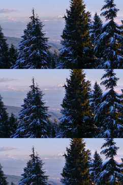 加拿大森林中大雪覆盖松树实拍蔬菜