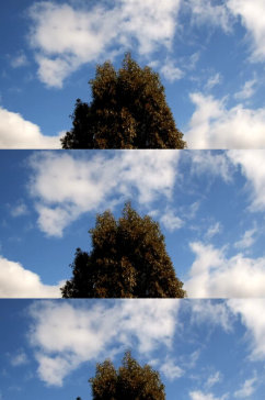 延时摄影蓝天白云下的树木美景实拍