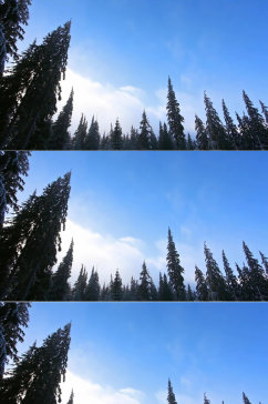 蓝天白云下德松树林美景实拍视频