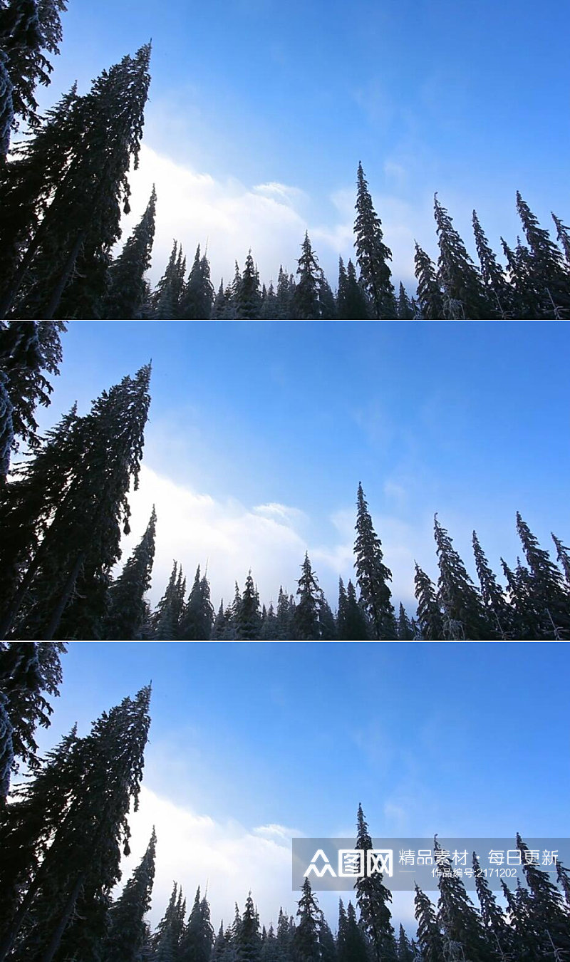 蓝天白云下德松树林美景实拍视频素材