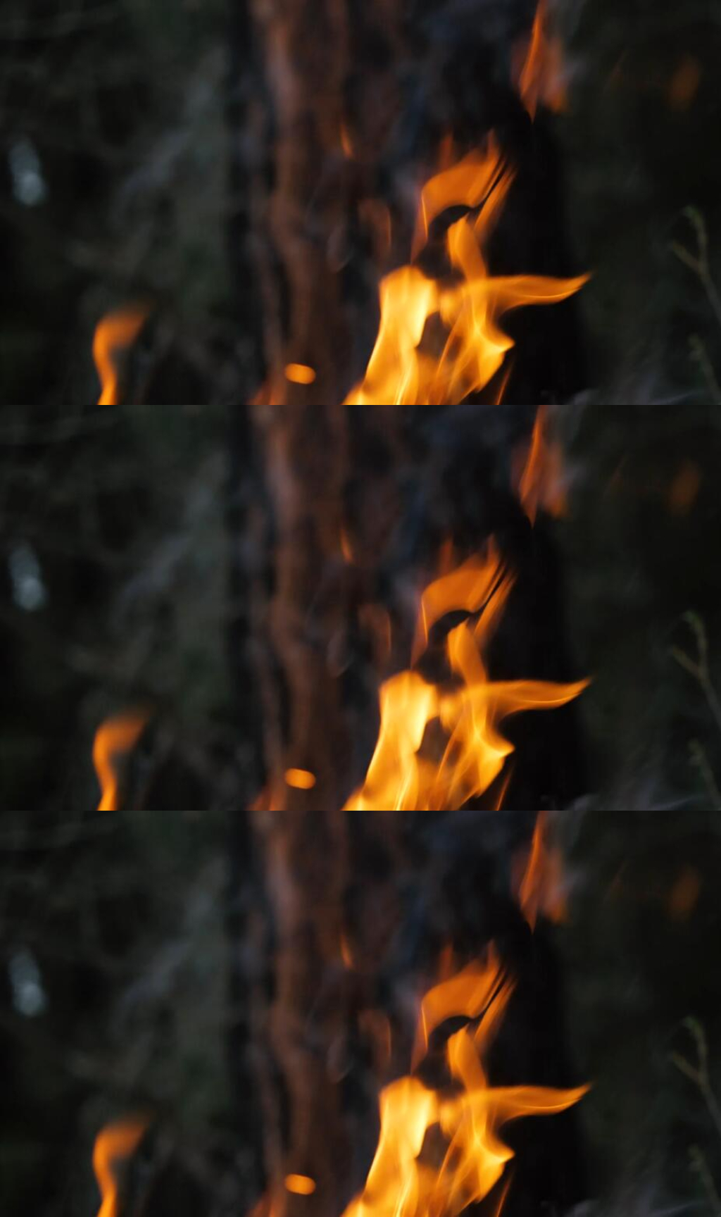 森林火焰燃烧特写实拍视频素材