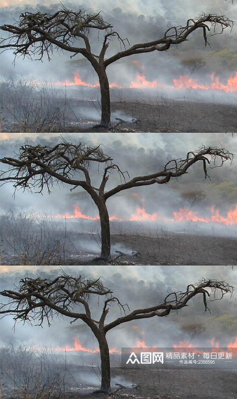森林草原火灾燃烧实拍 风景视频素材