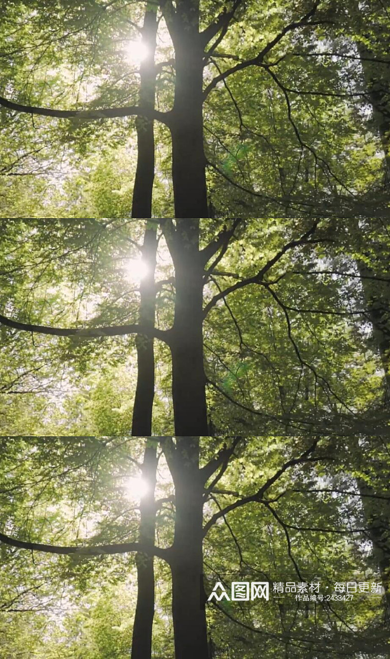 阳光照耀绿色森林中的大树实拍素材