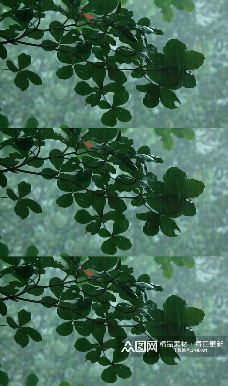 下雨天里的树林树枝高清实拍 下雨视频素材