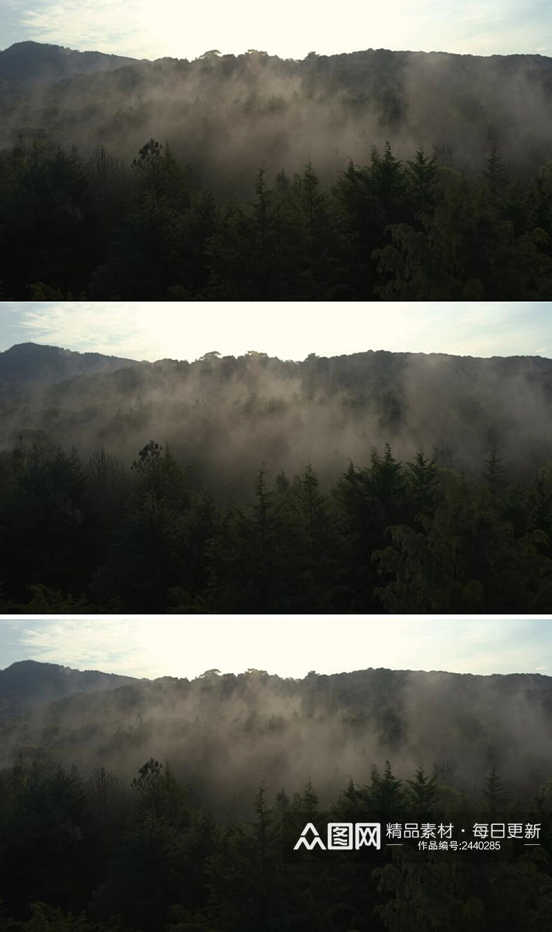 穿越薄雾笼罩的森林实拍素材