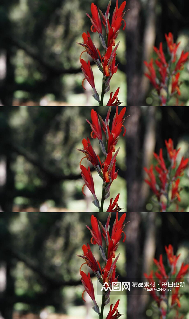 森林里的野红花泛景高清实拍视频素材