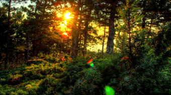 日出穿过森林美景实拍视频 风景视频-众图网