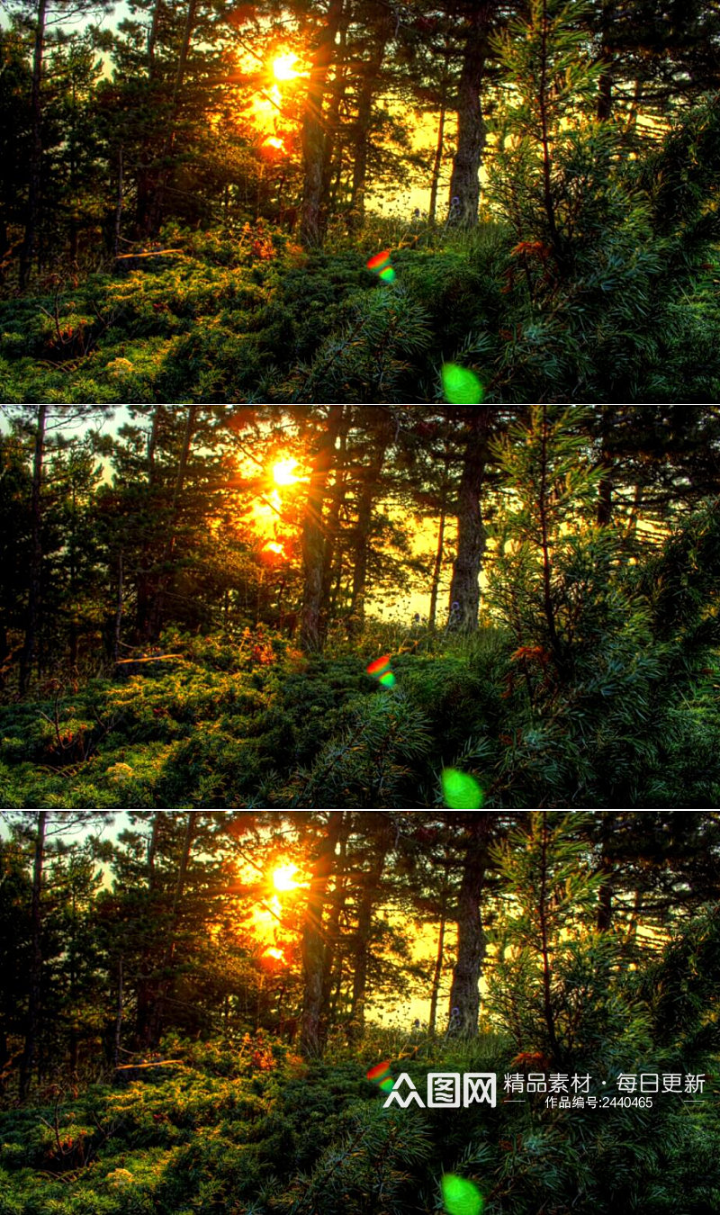 日出穿过森林美景实拍视频 风景视频素材