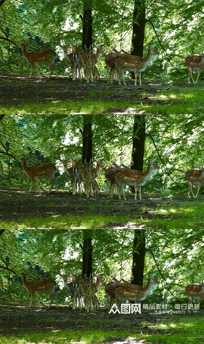 森林里的鹿群实拍视频素材