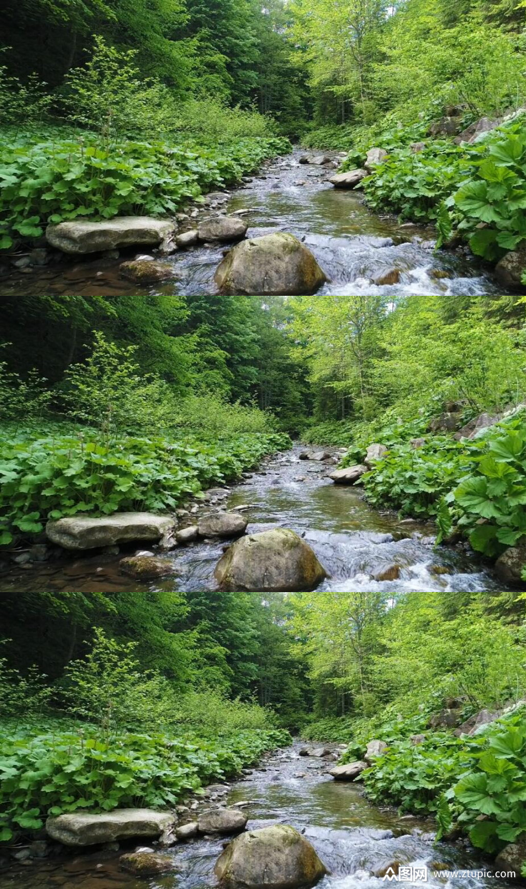 春天森林里的小溪河流美景实拍视频