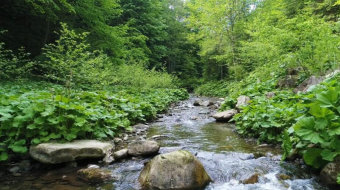 春天森林里的小溪河流美景实拍视频-众图网