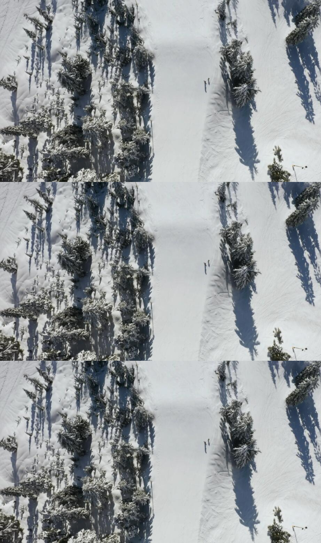 航拍在雪山松林上滑雪运动实拍视频素材