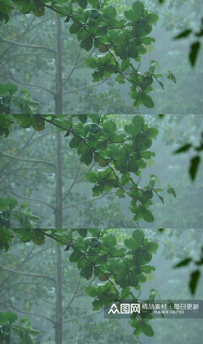 森林下雨天的树林树叶实拍视频素材