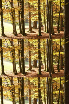 秋天里的森林树木实拍视频