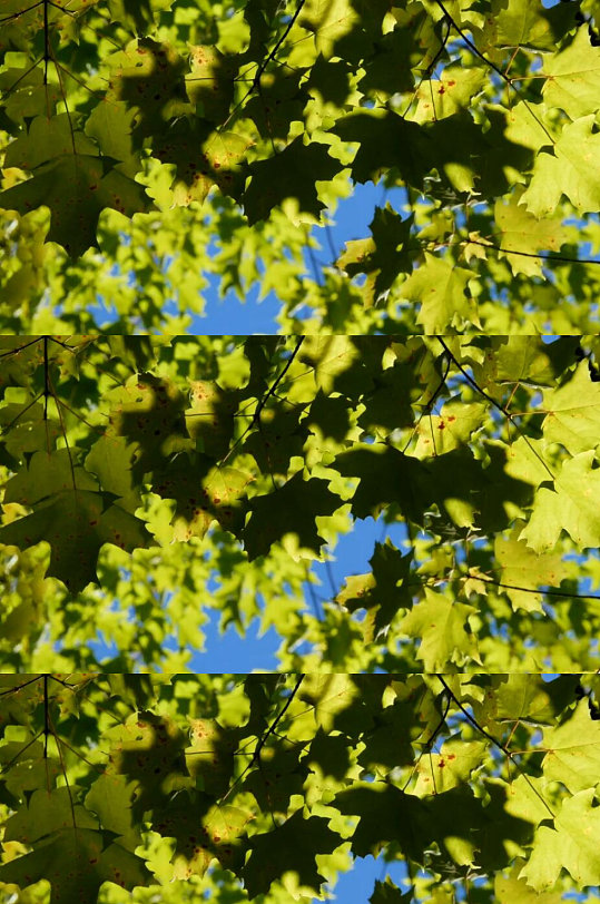 秋天的枫叶被风吹动风景实拍视频-众图网