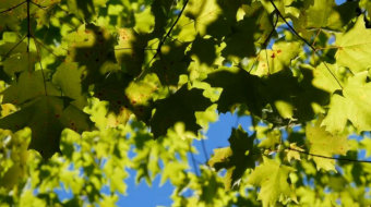 秋天的枫叶被风吹动风景实拍视频-众图网