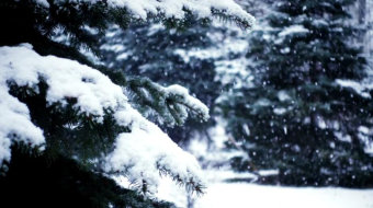 冬天森林里下雪的松林美景视频-众图网