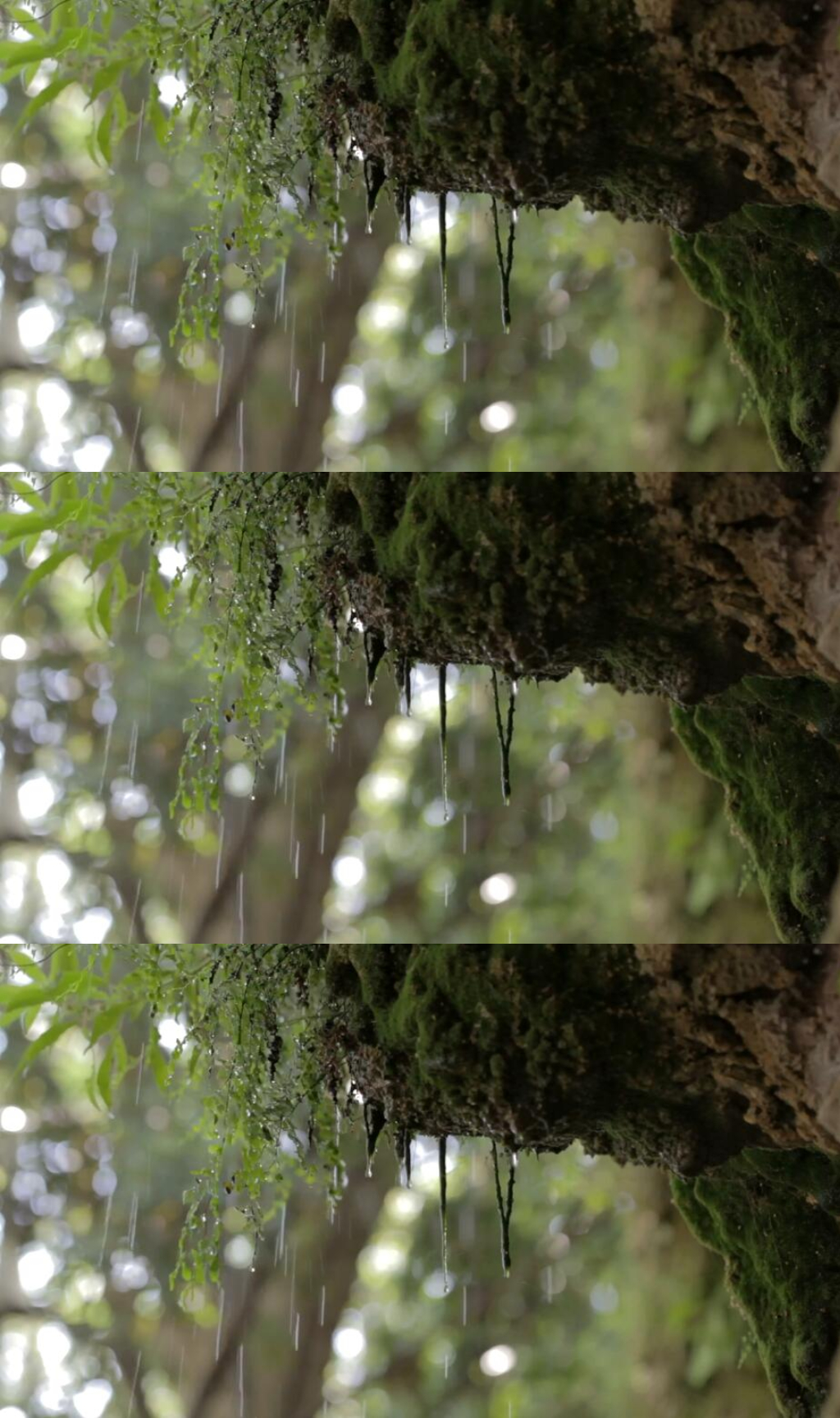 下雨天森林里的树木苔藓是实拍视频素材